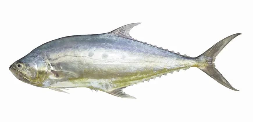 Basar 600 g