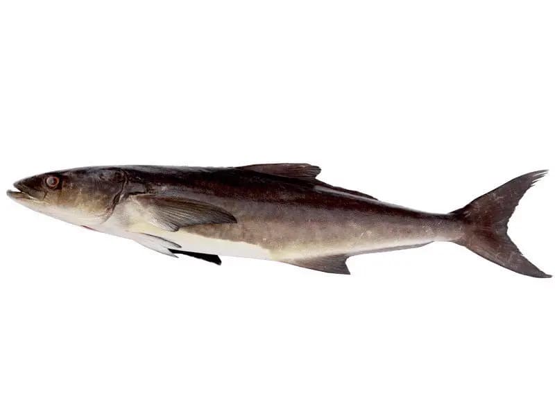 Moadha 1 kg