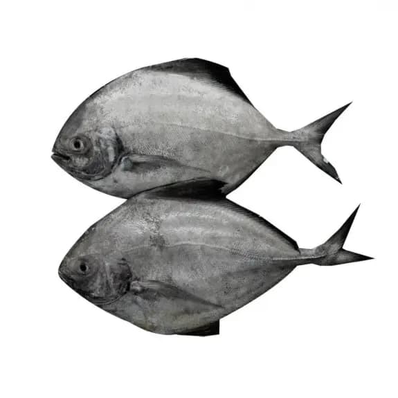 Black Pomfret Small 600 g