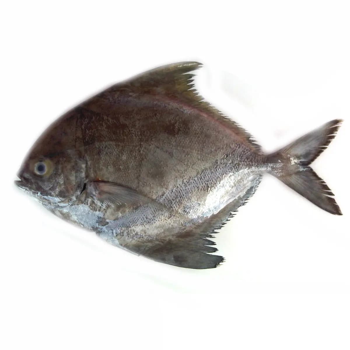 Black Pomfret Big 1 kg
