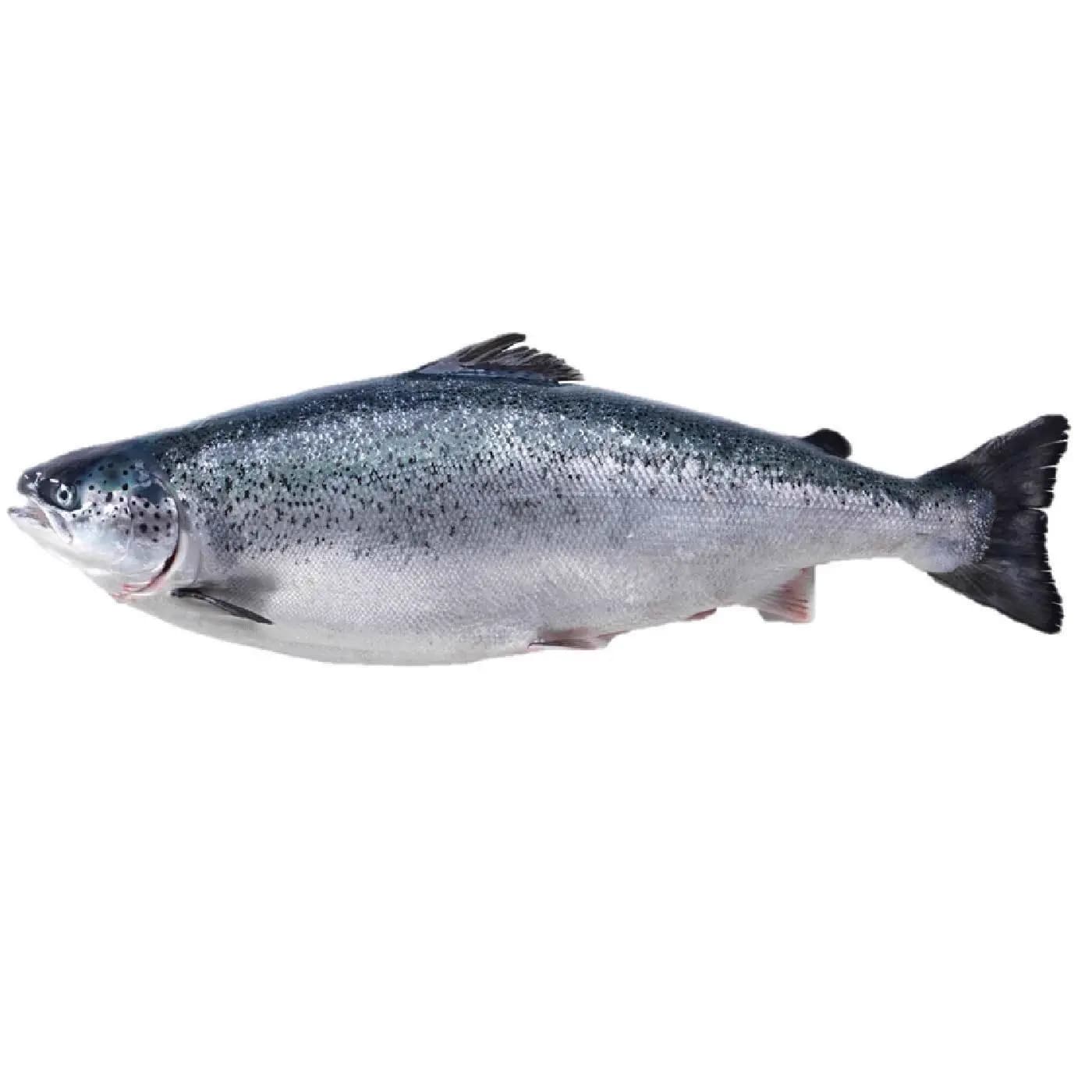 Norwegian Salmon Whole Big 1 kg
