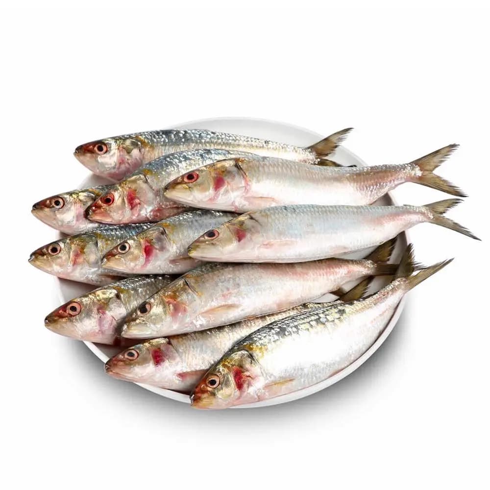 Sardines Oman Big 1 kg
