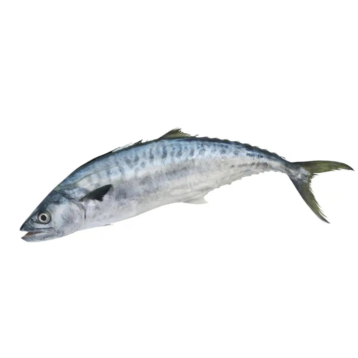King Fish Large 1 kg