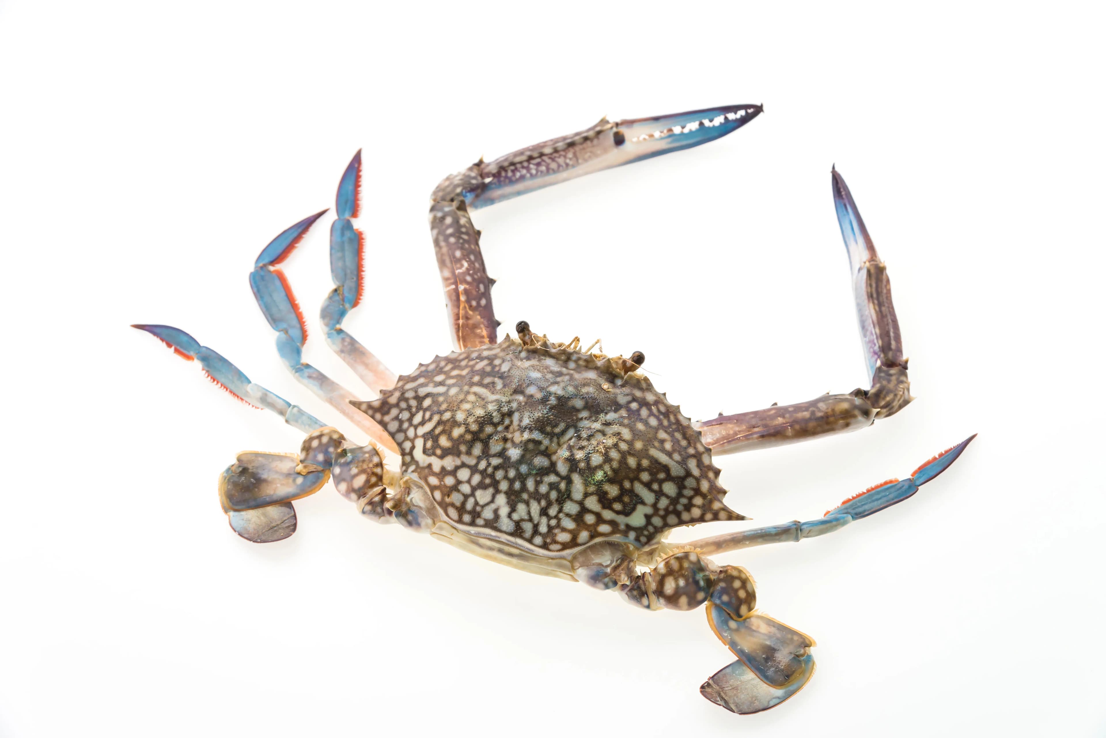 Crab 1 kg