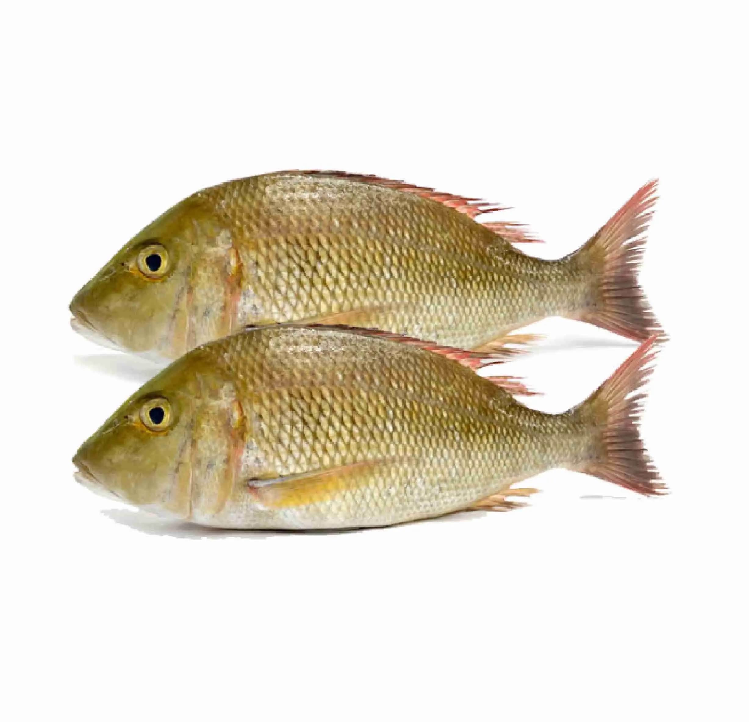 Sheri Small 600 g