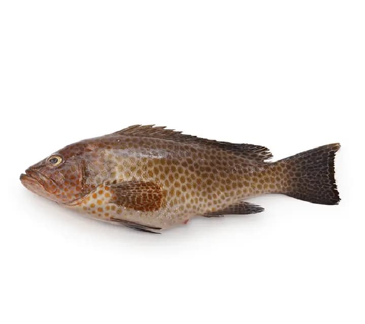 Hamour Big 600 g