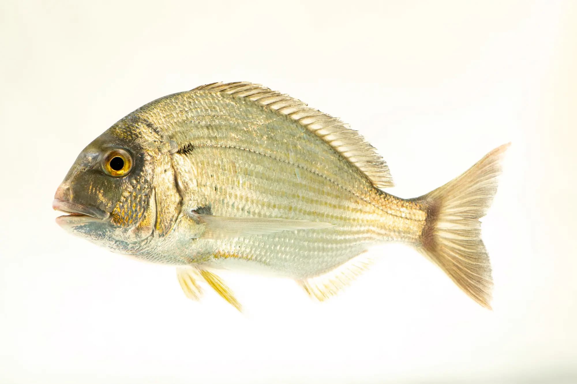 Kalbar Fish 600 g