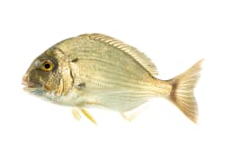 Kalbar Fish 1 kg - image 1