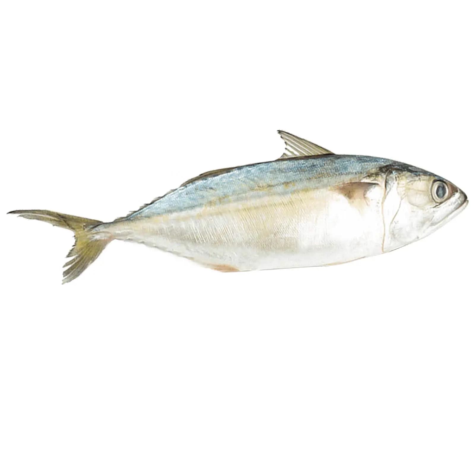 Mackerel Big 600 g