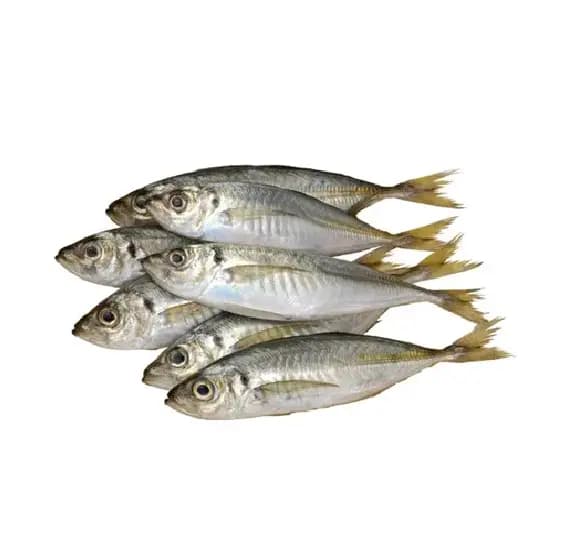 Mackerel Small 600 g
