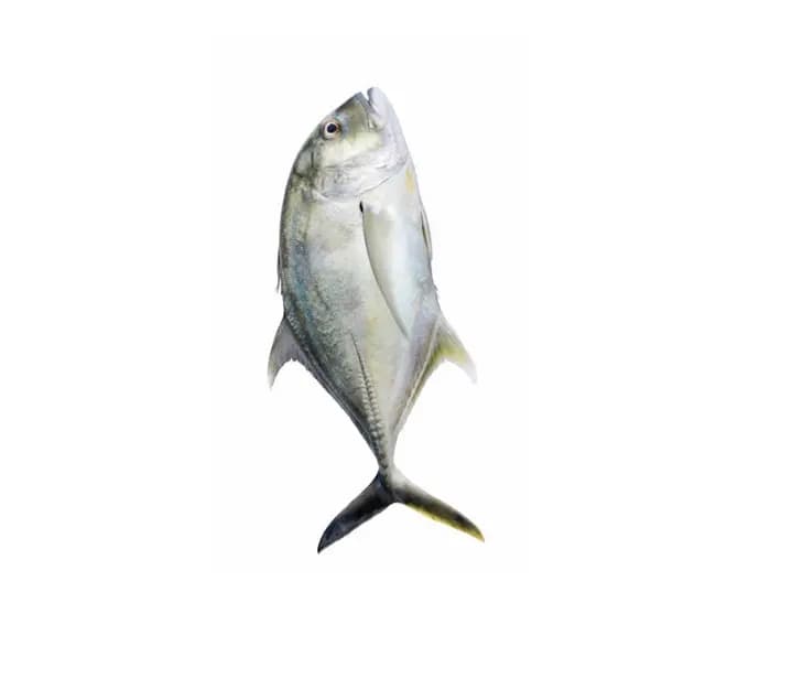 Para 600 g