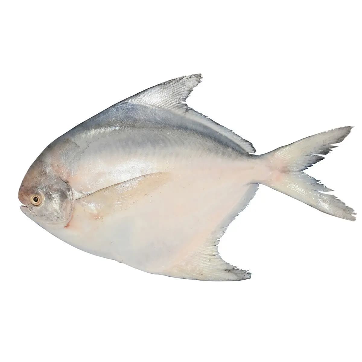 Pomfret White 600 g