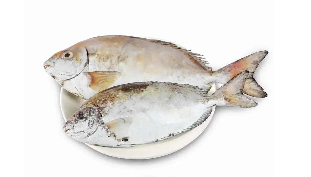 Shafi 600 g