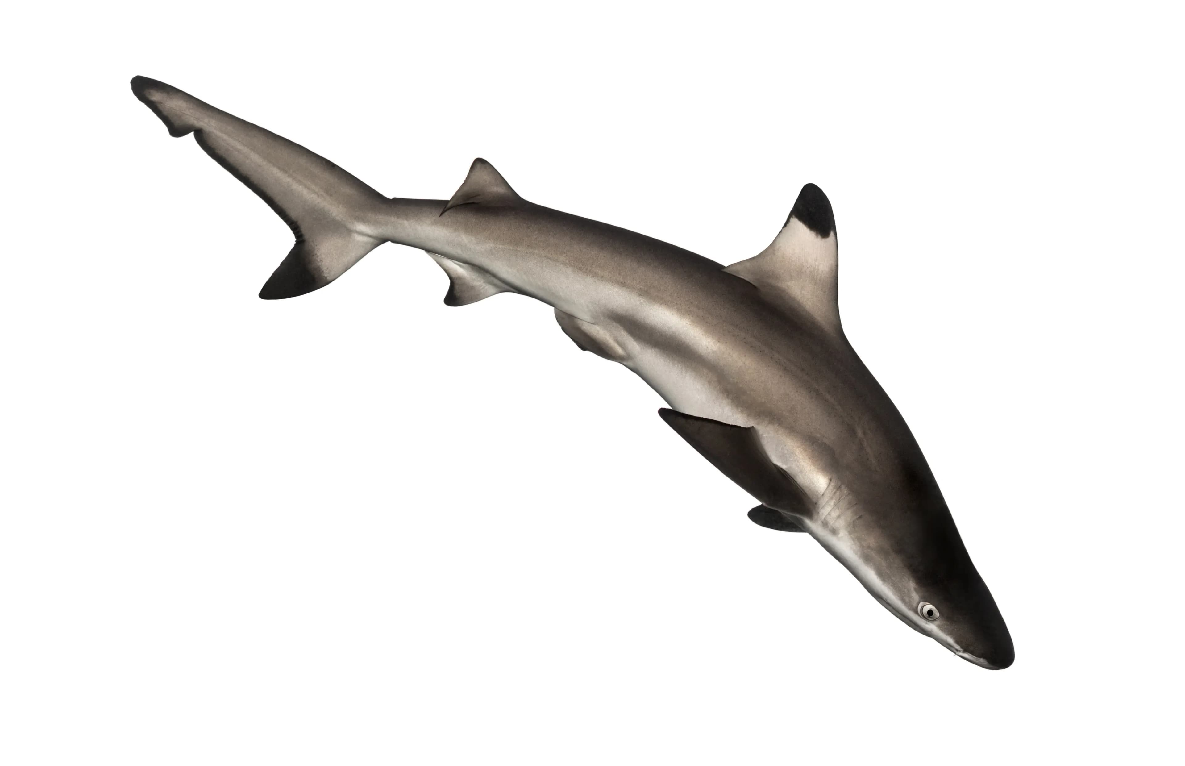 Shark 1 kg