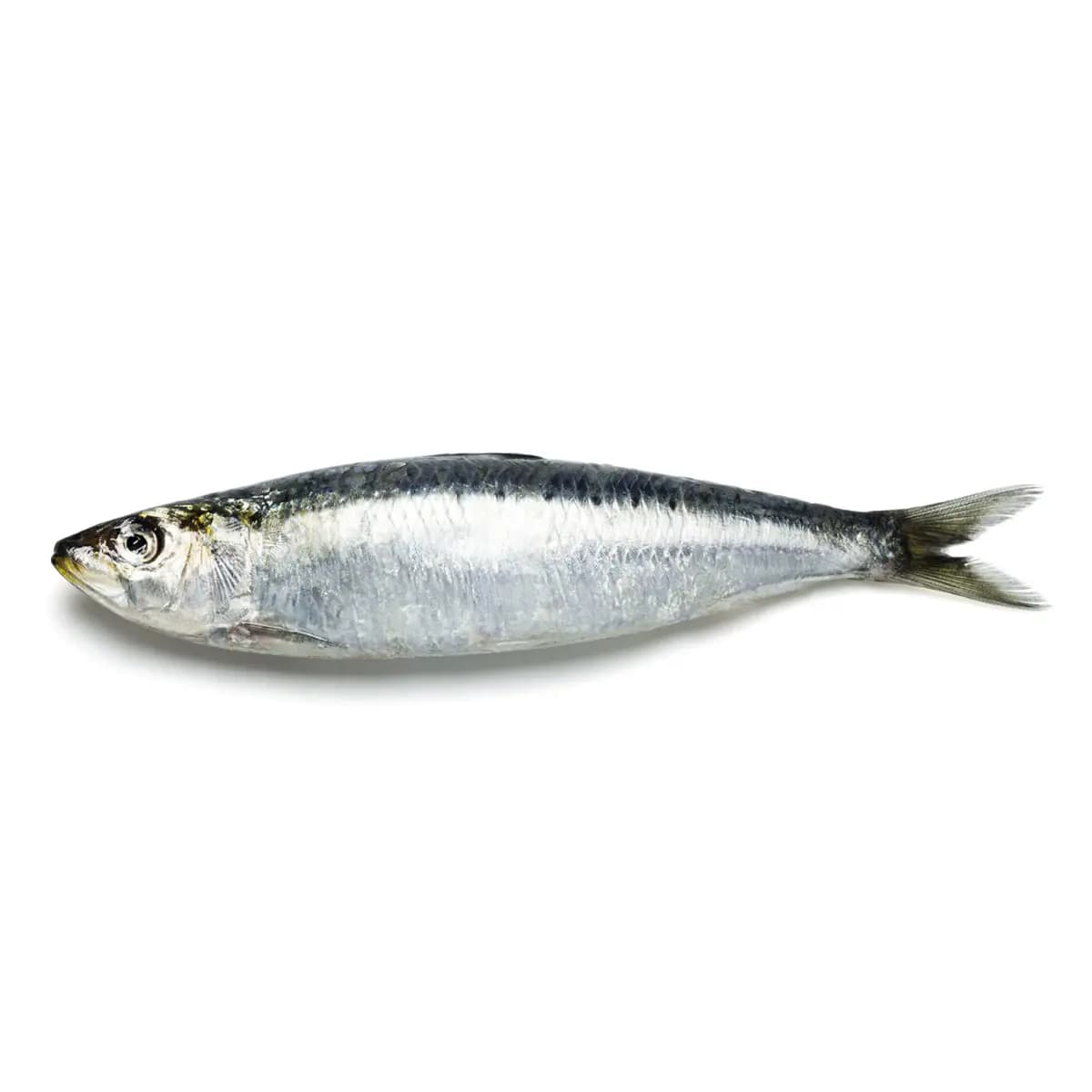 Sardines Small 600 g