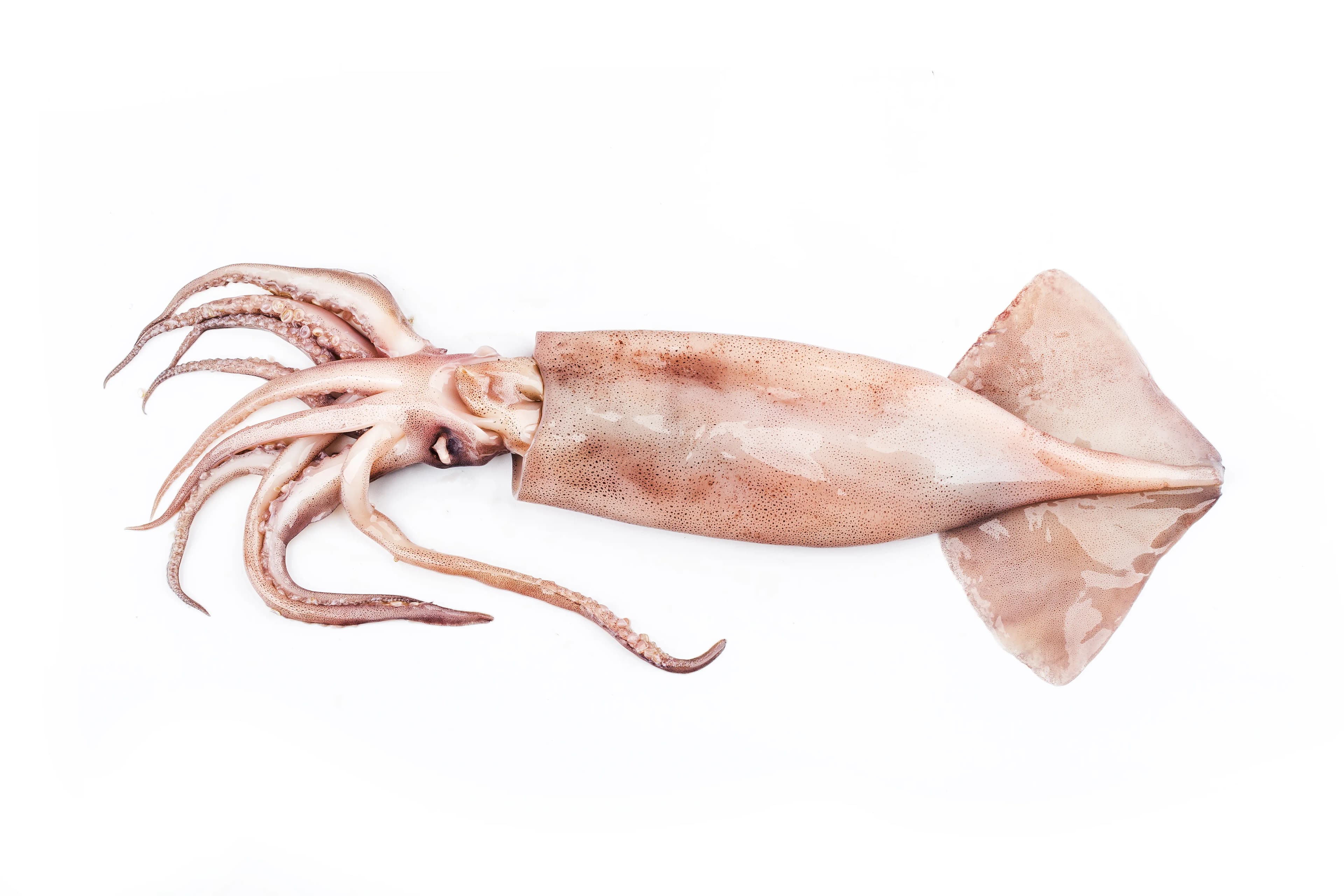 Squid 600 g