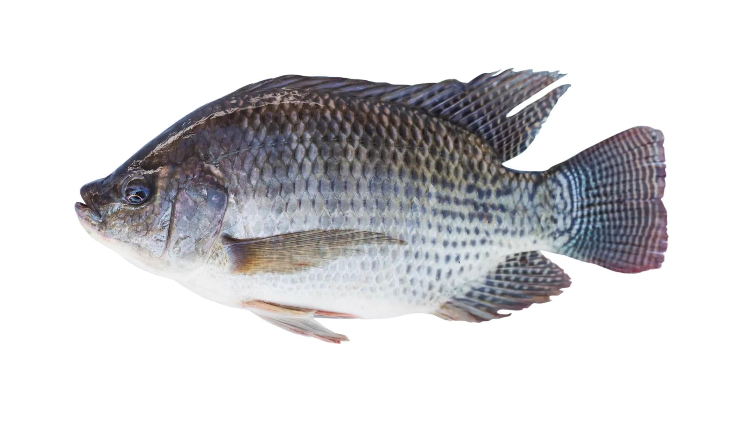 Tilapia 600 g