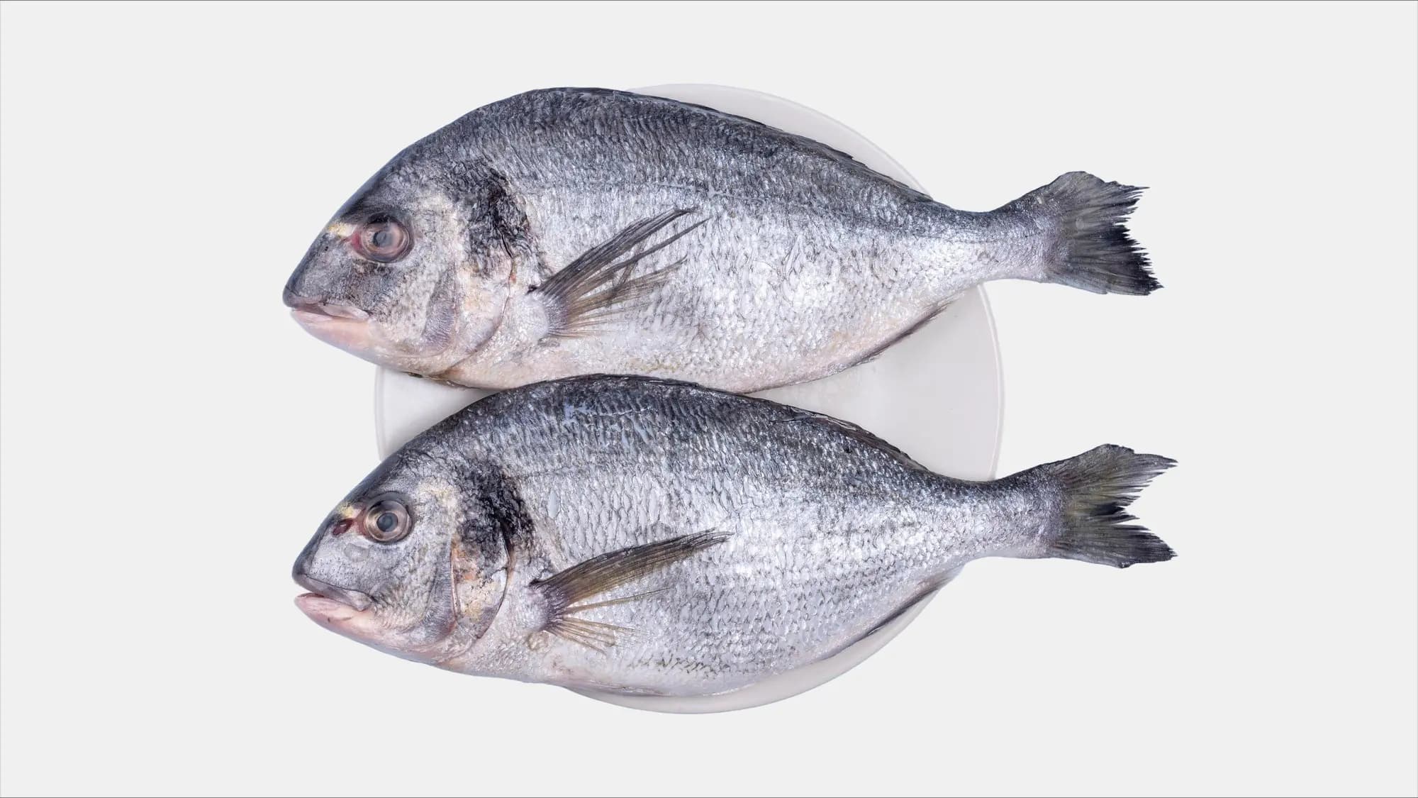 Seabream Turkey 1 kg