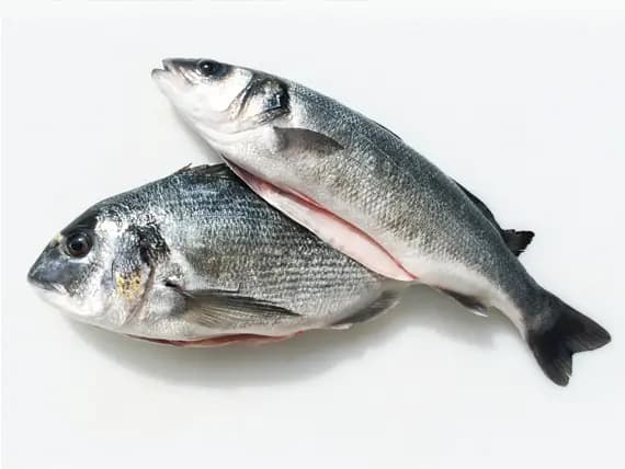 Sea Bass Turkey 1 kg