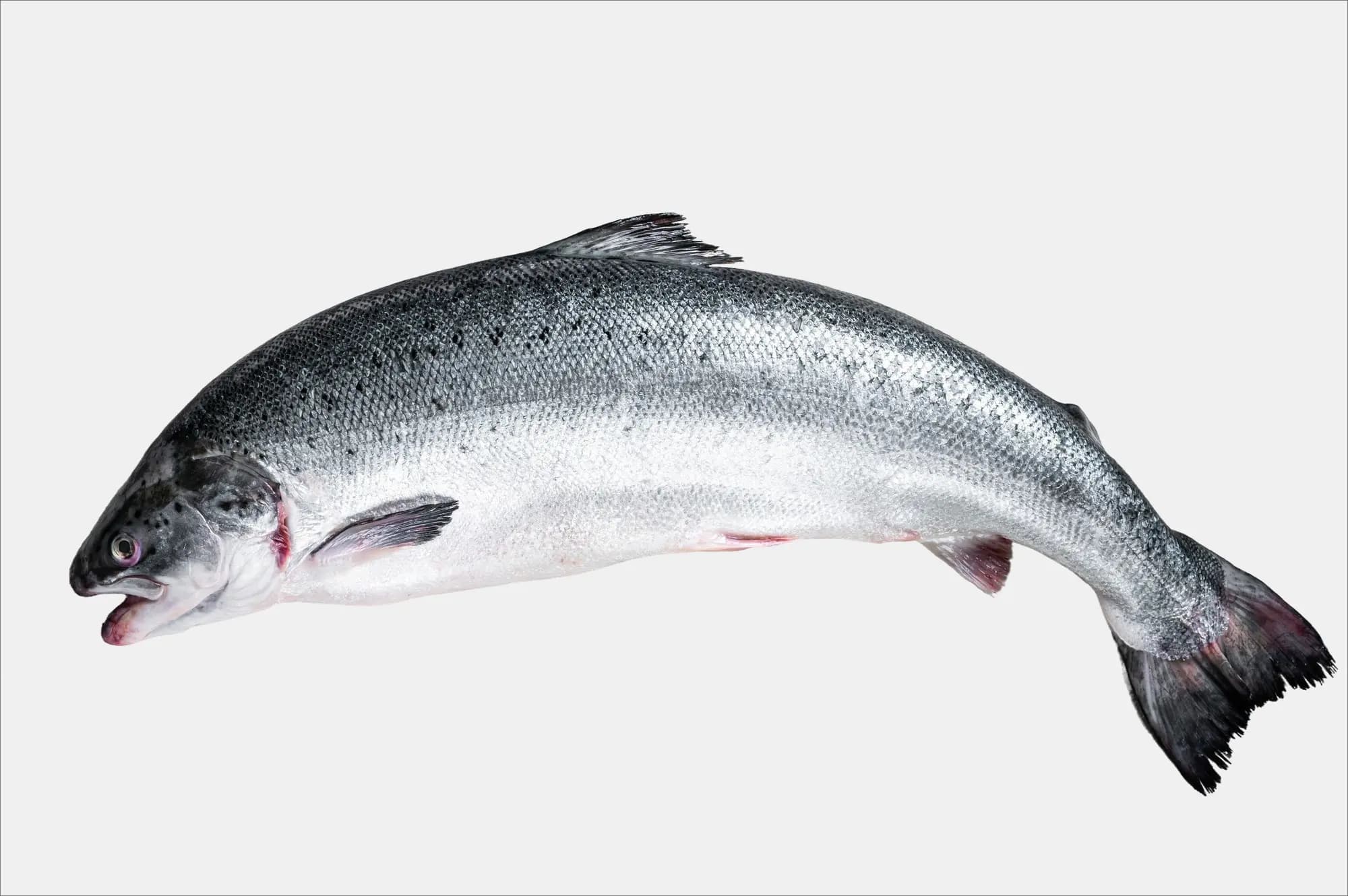 Salmon 1 kg
