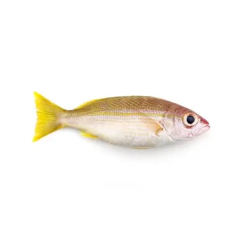 Naizer 600 g
