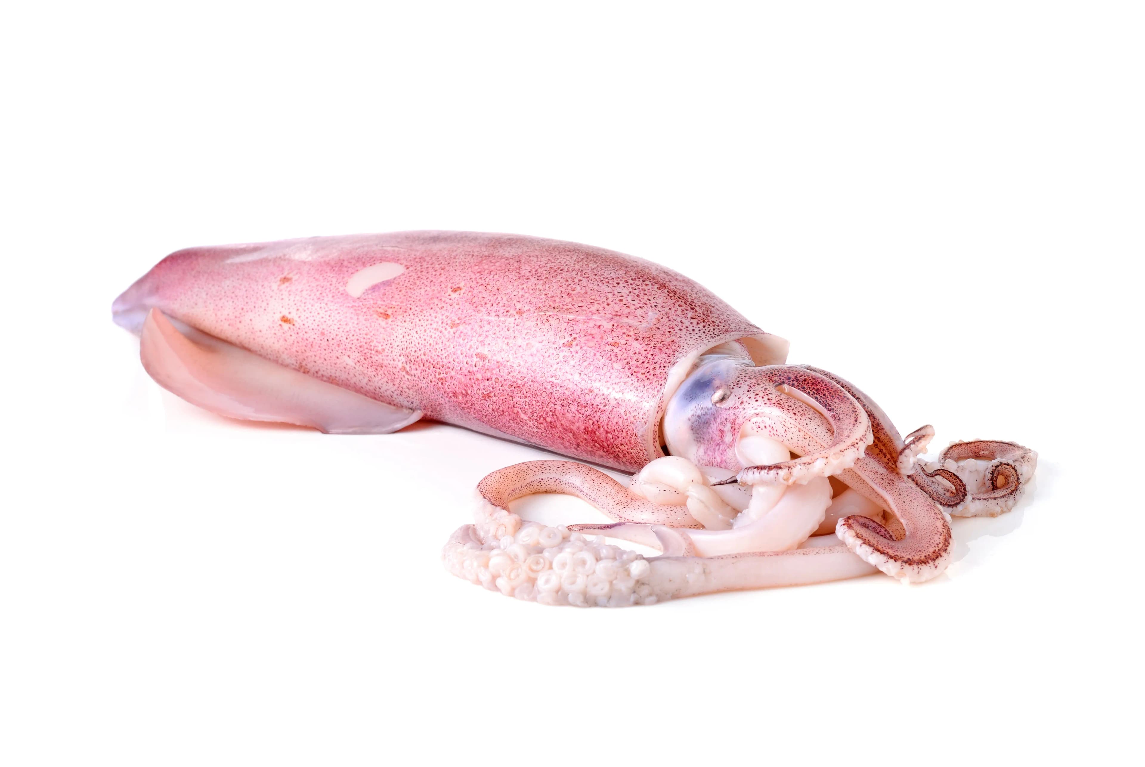 Squid Large 600 g