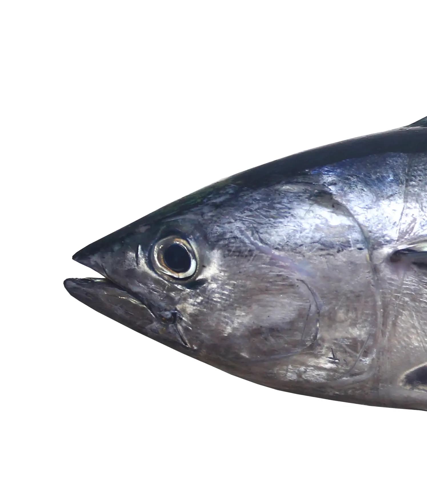 Kuban Fish Head 600 g