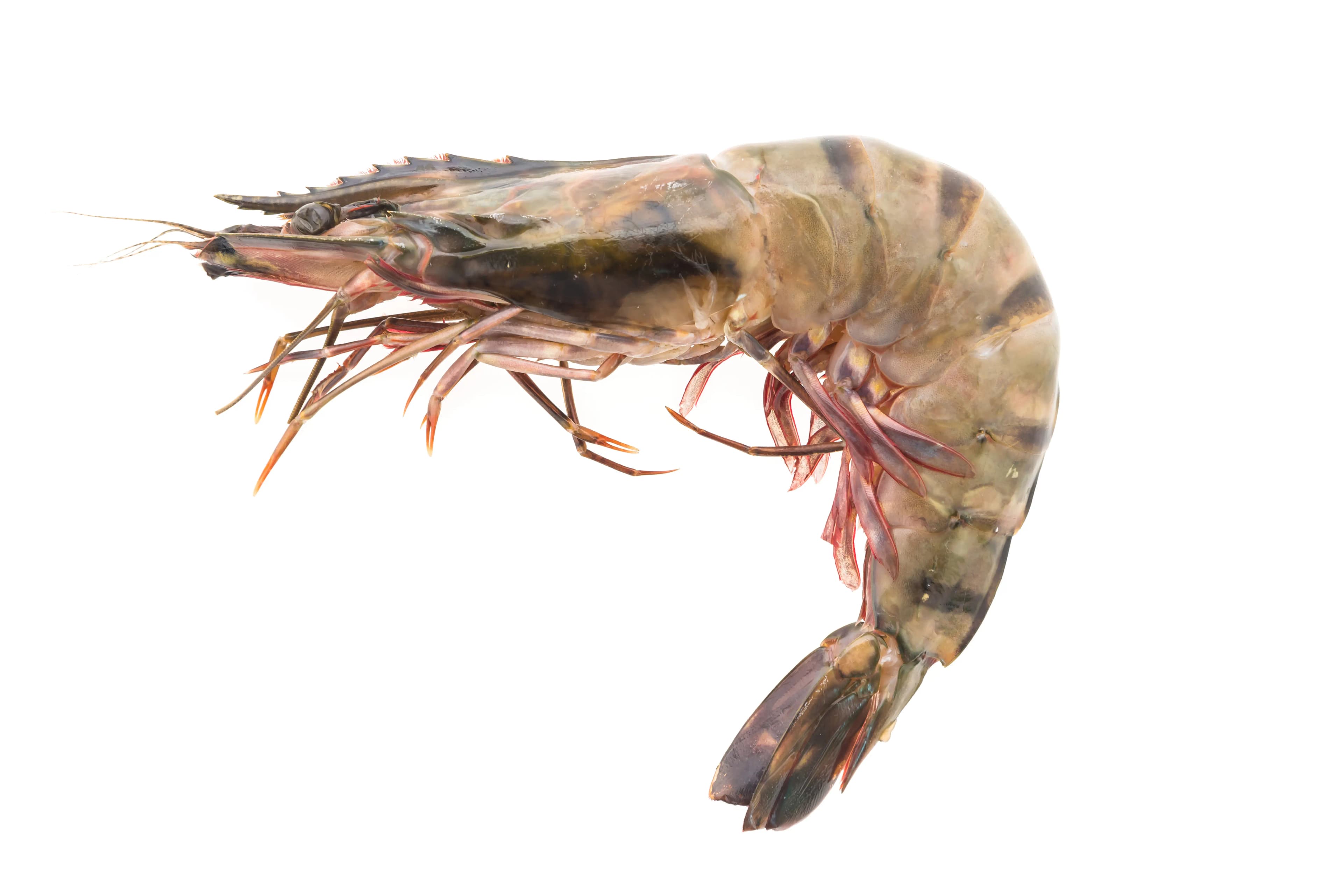 Karikkadi Prawns Import 600 g