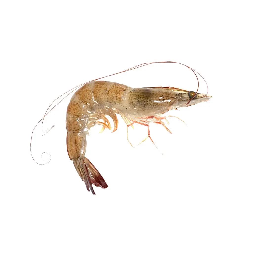 Vannamei Prawns Import 600 g