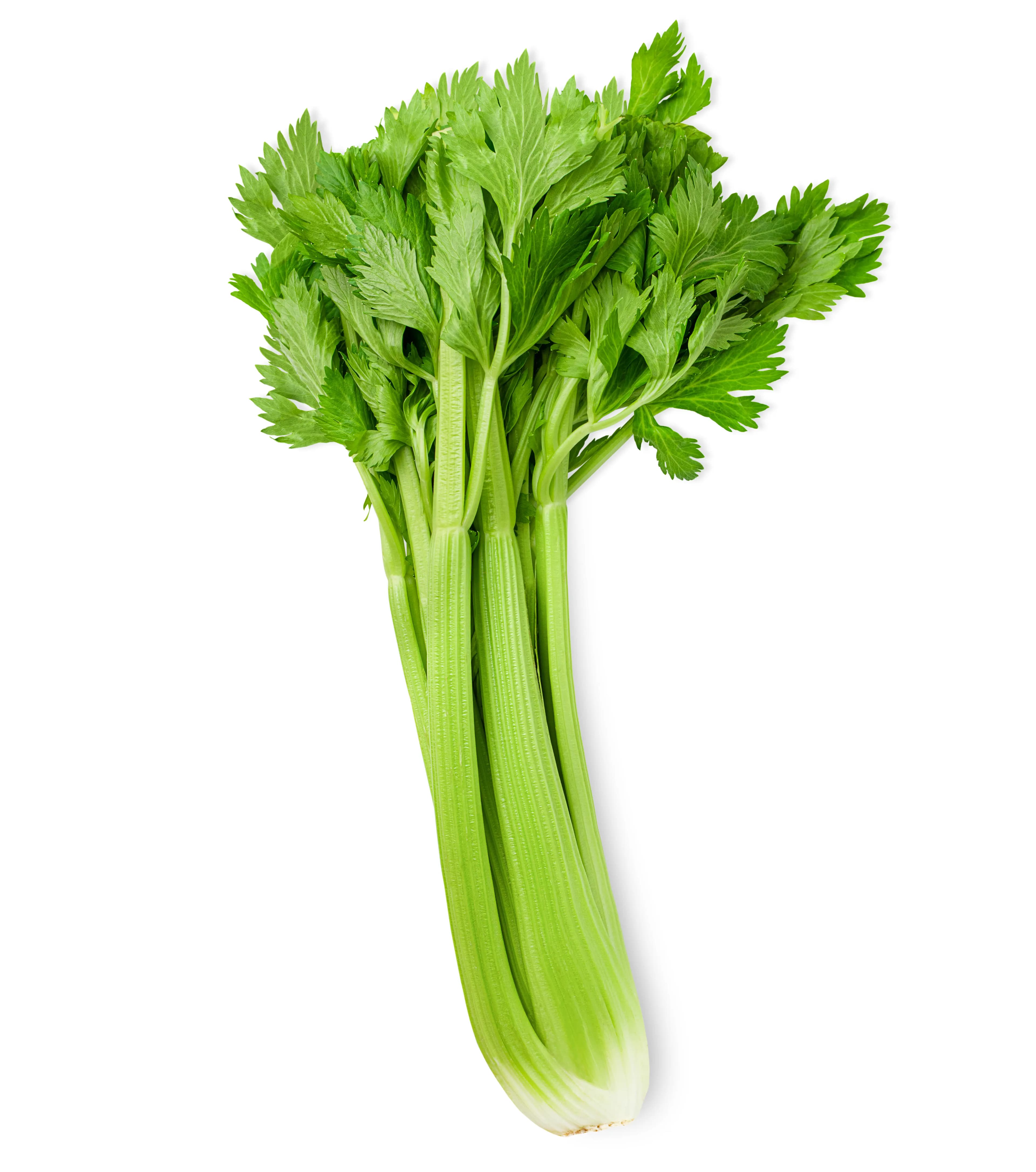 Celery 500 g