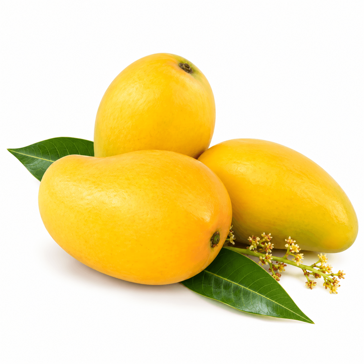 Malgova Mango 600 g