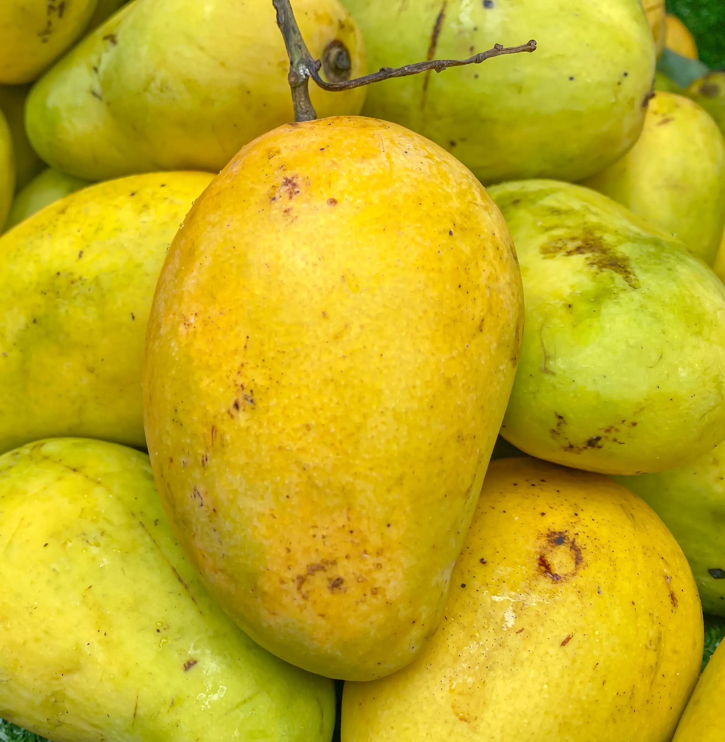 Natti Mango 2 kg