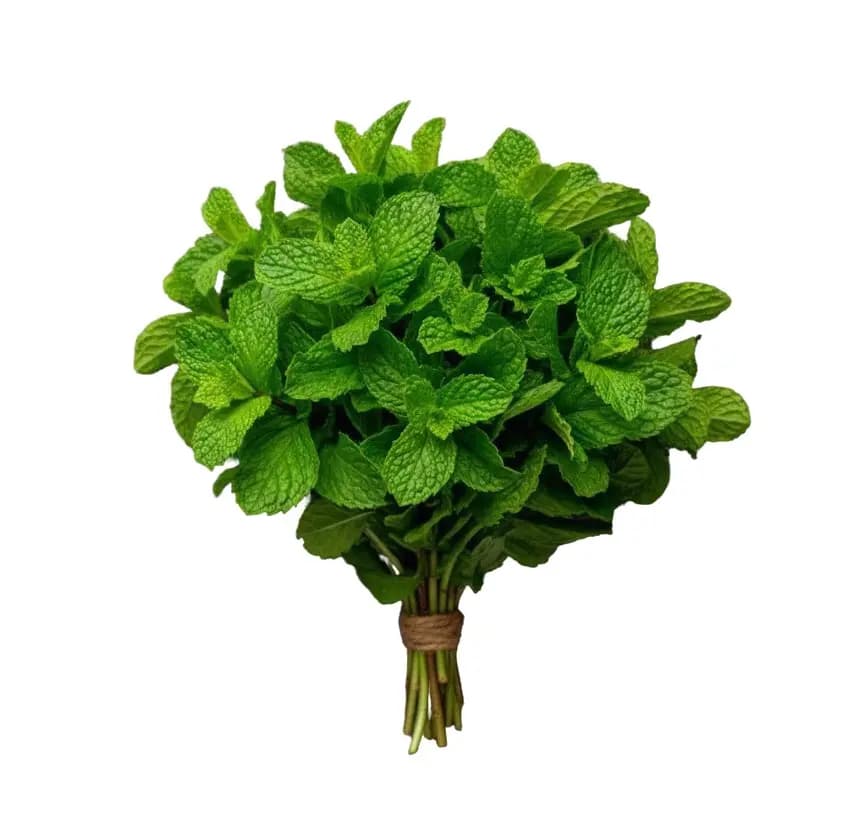 Mint Leaves Small 