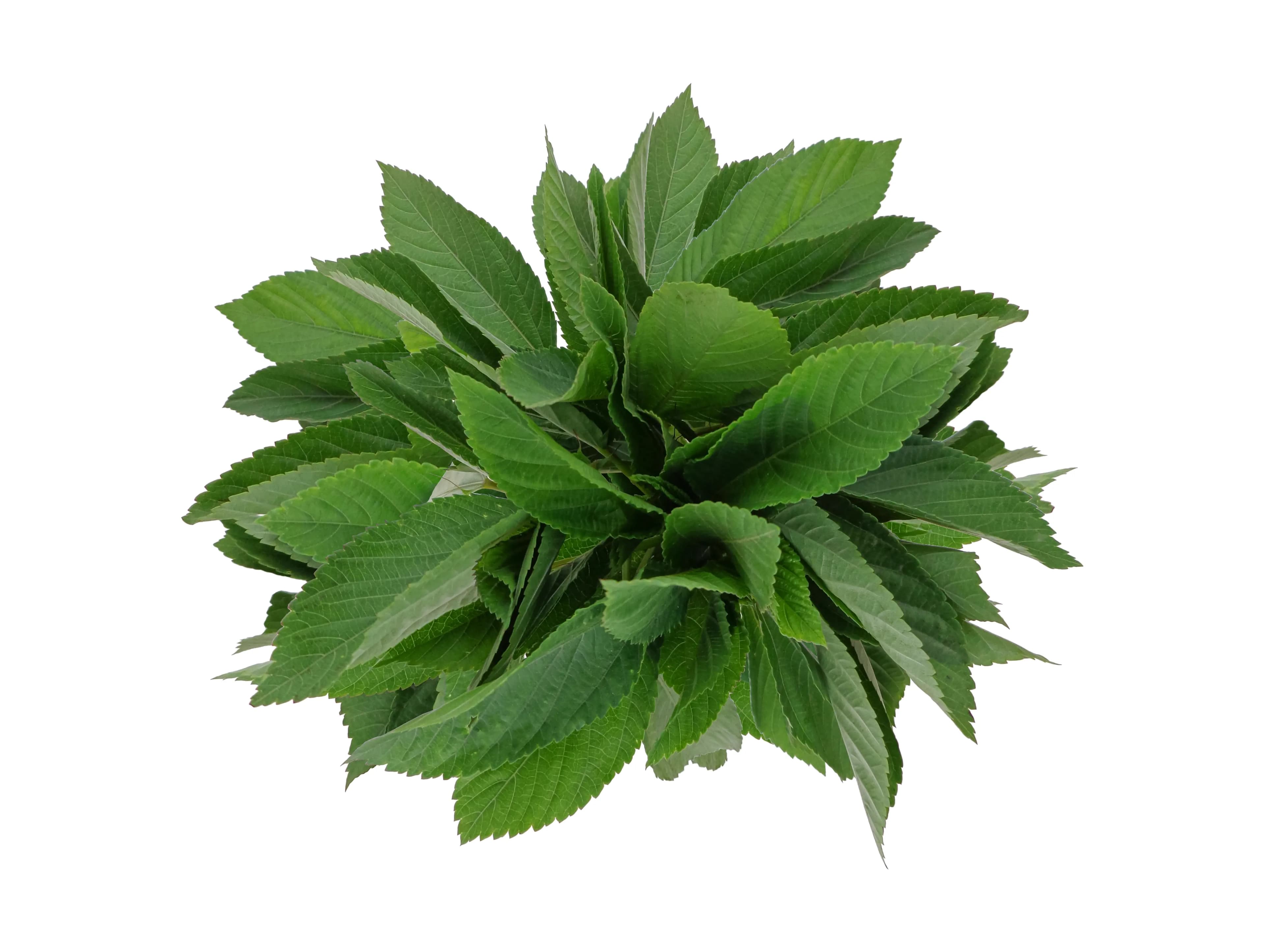 Molokhia Leaves 