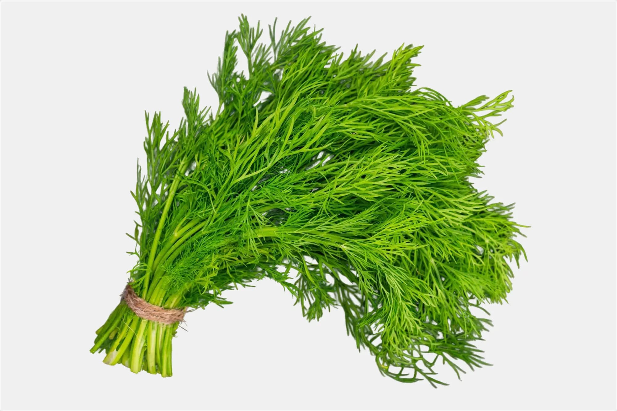 Dill Leaves 
