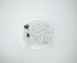 Coconut Scraped India  - image 3