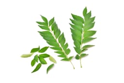 Curry Leaves  - image 2