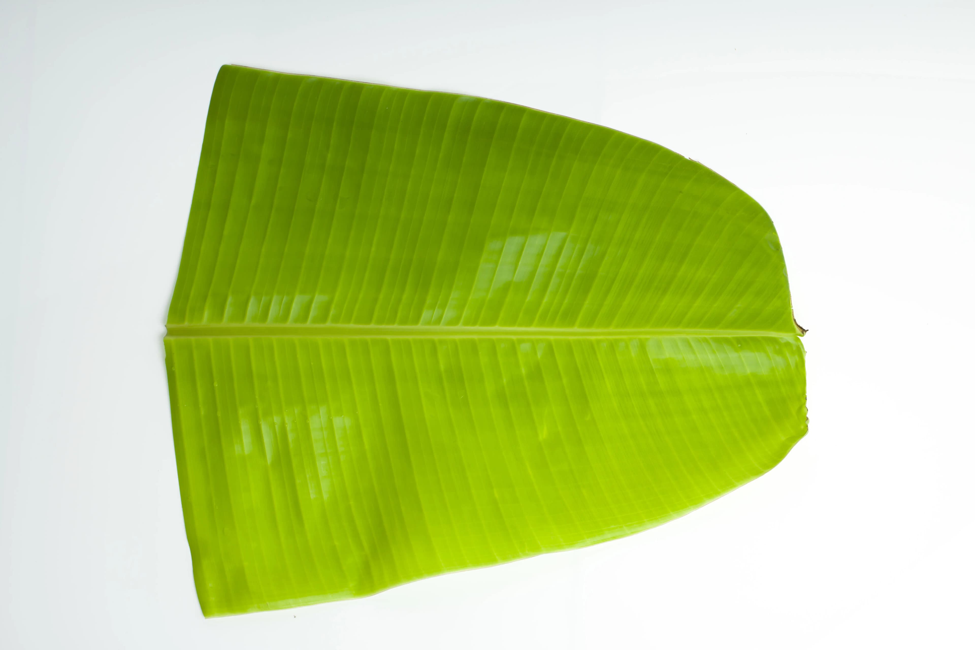 Banana Leaves 