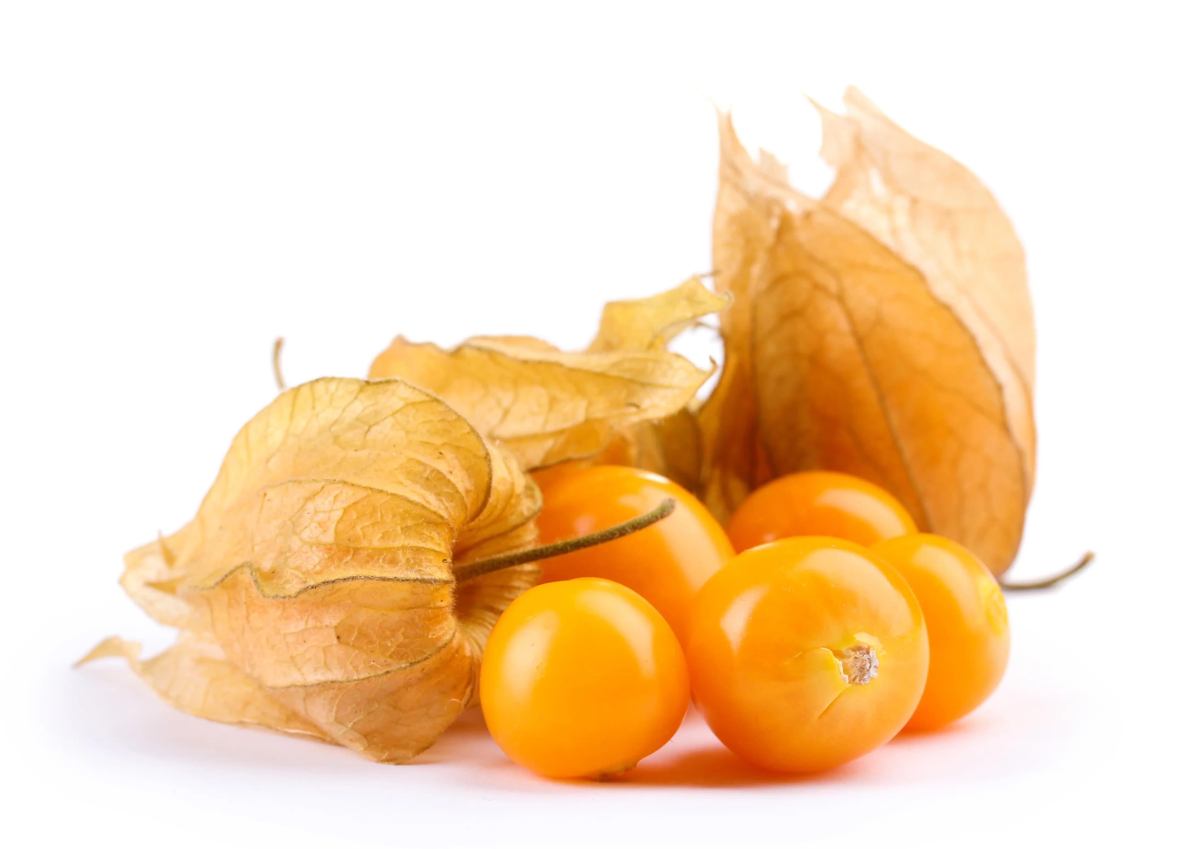 Physalis 