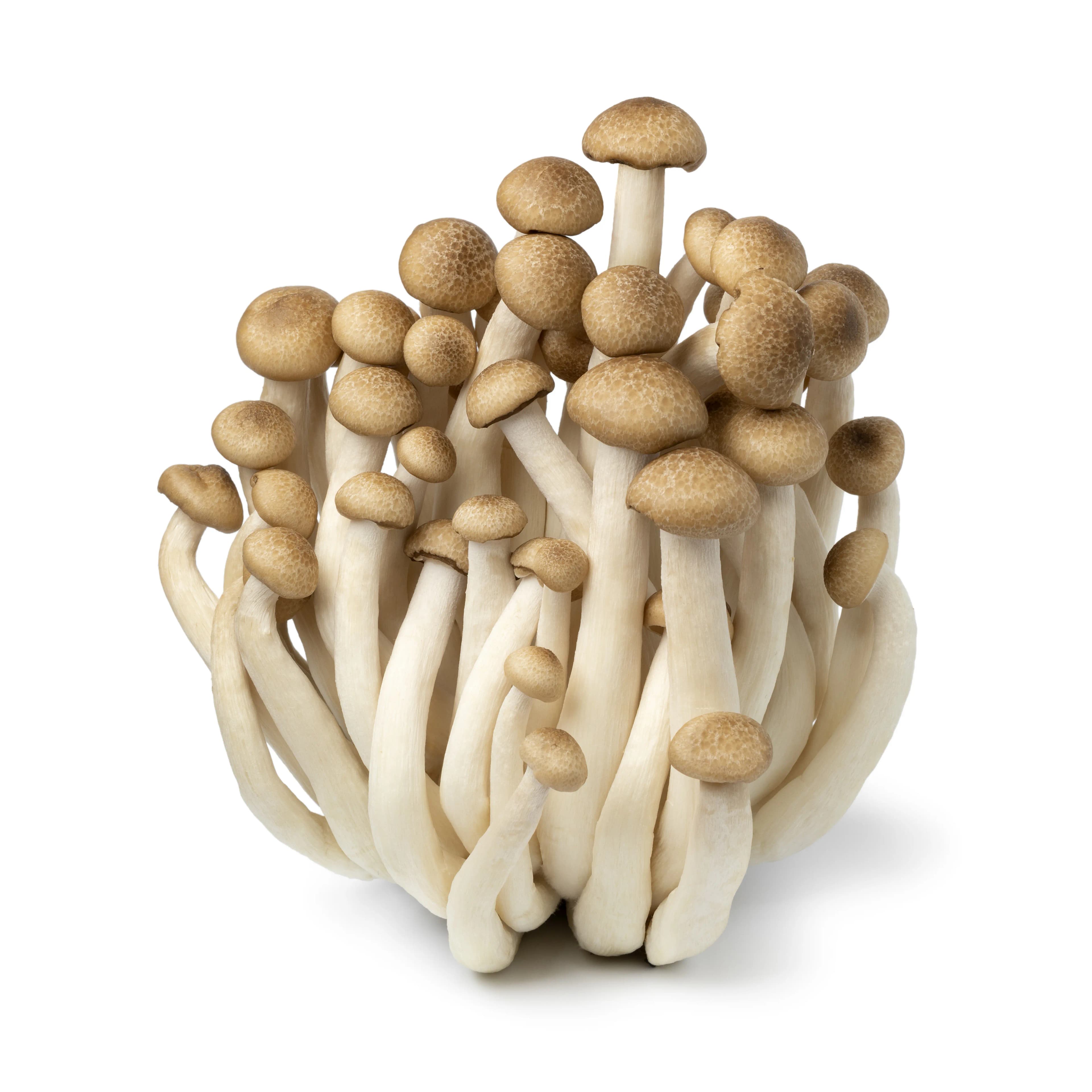 Mushroom Shimeji(Brown) 