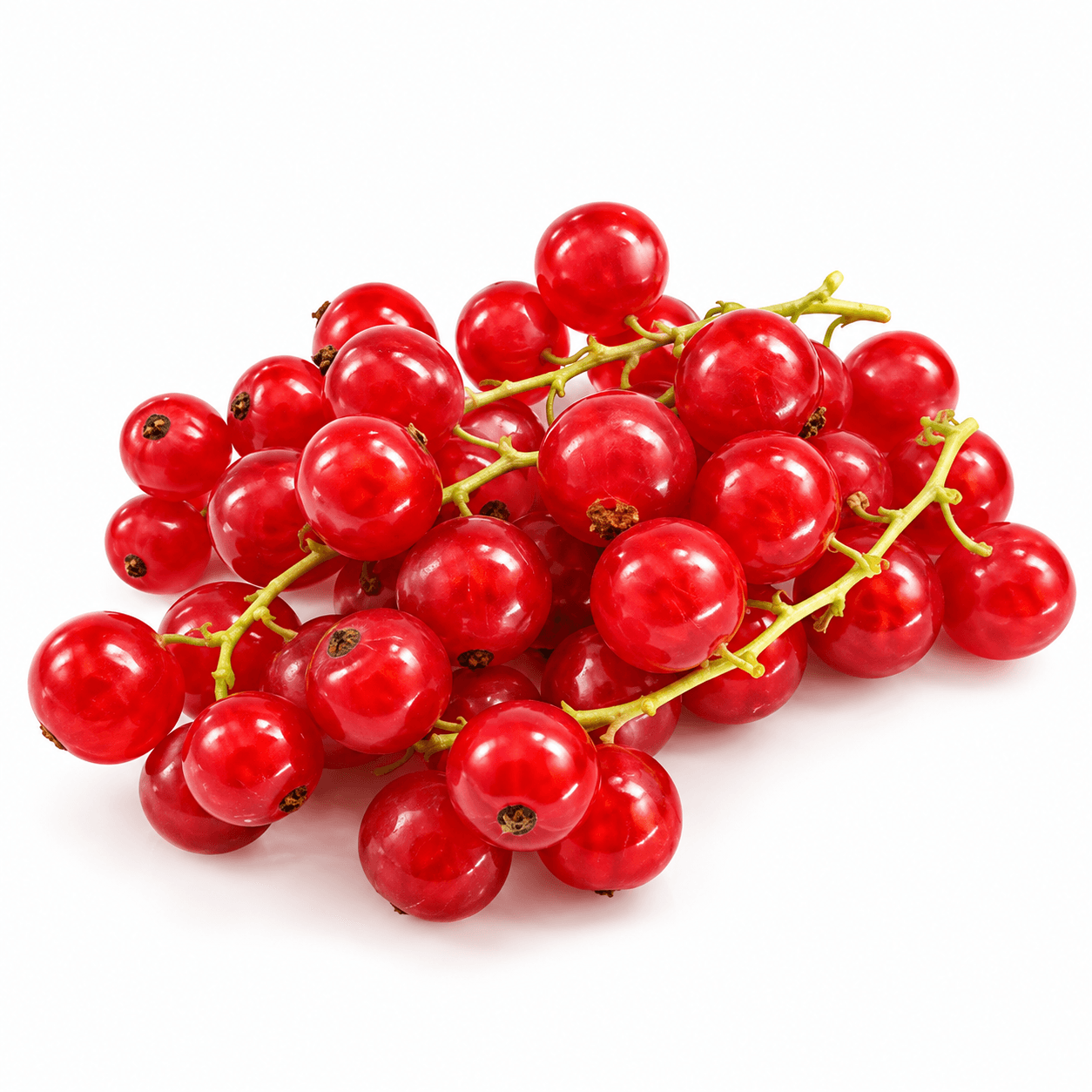 Red Currant Holland 