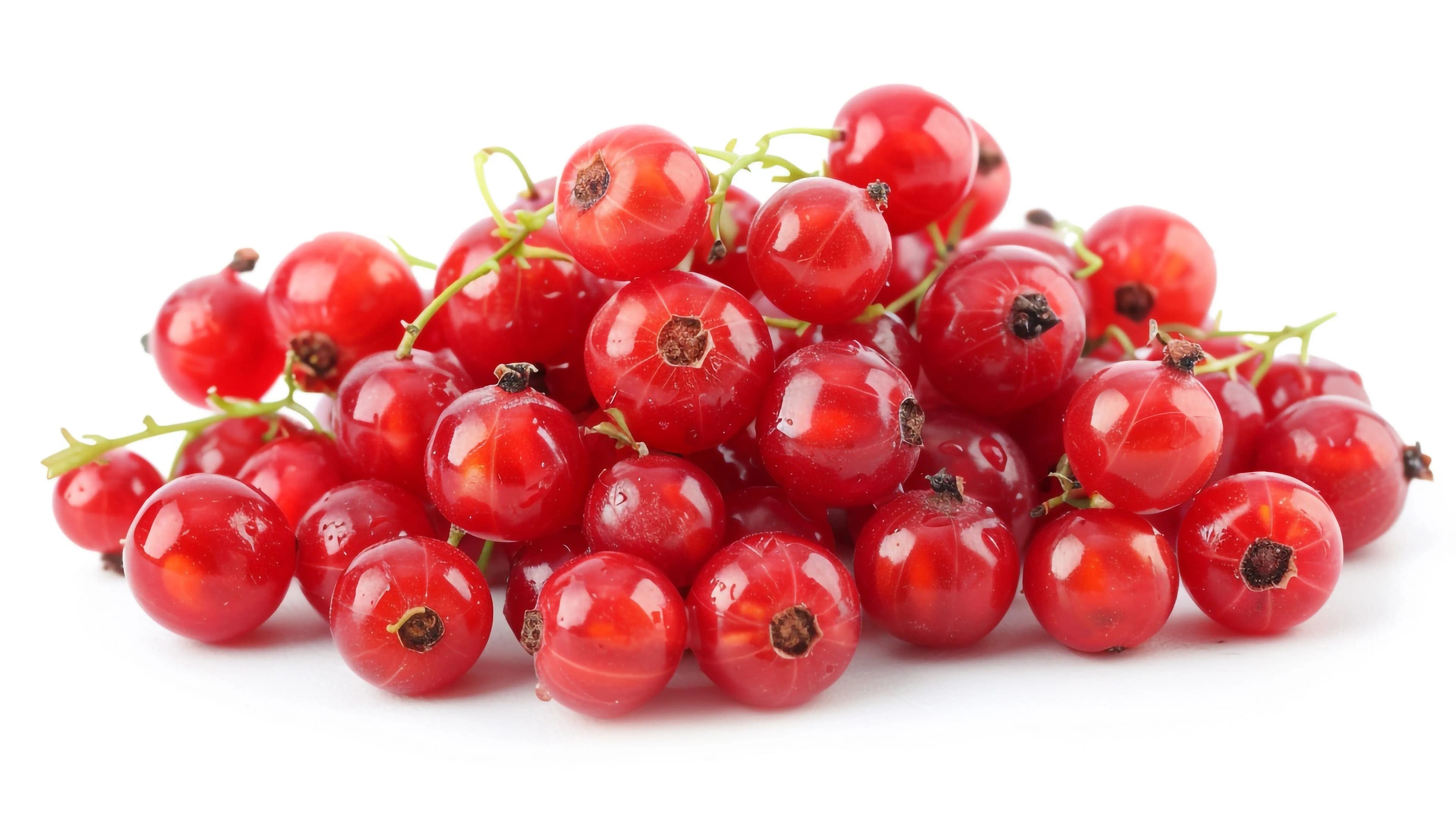 Red Currant Holland 