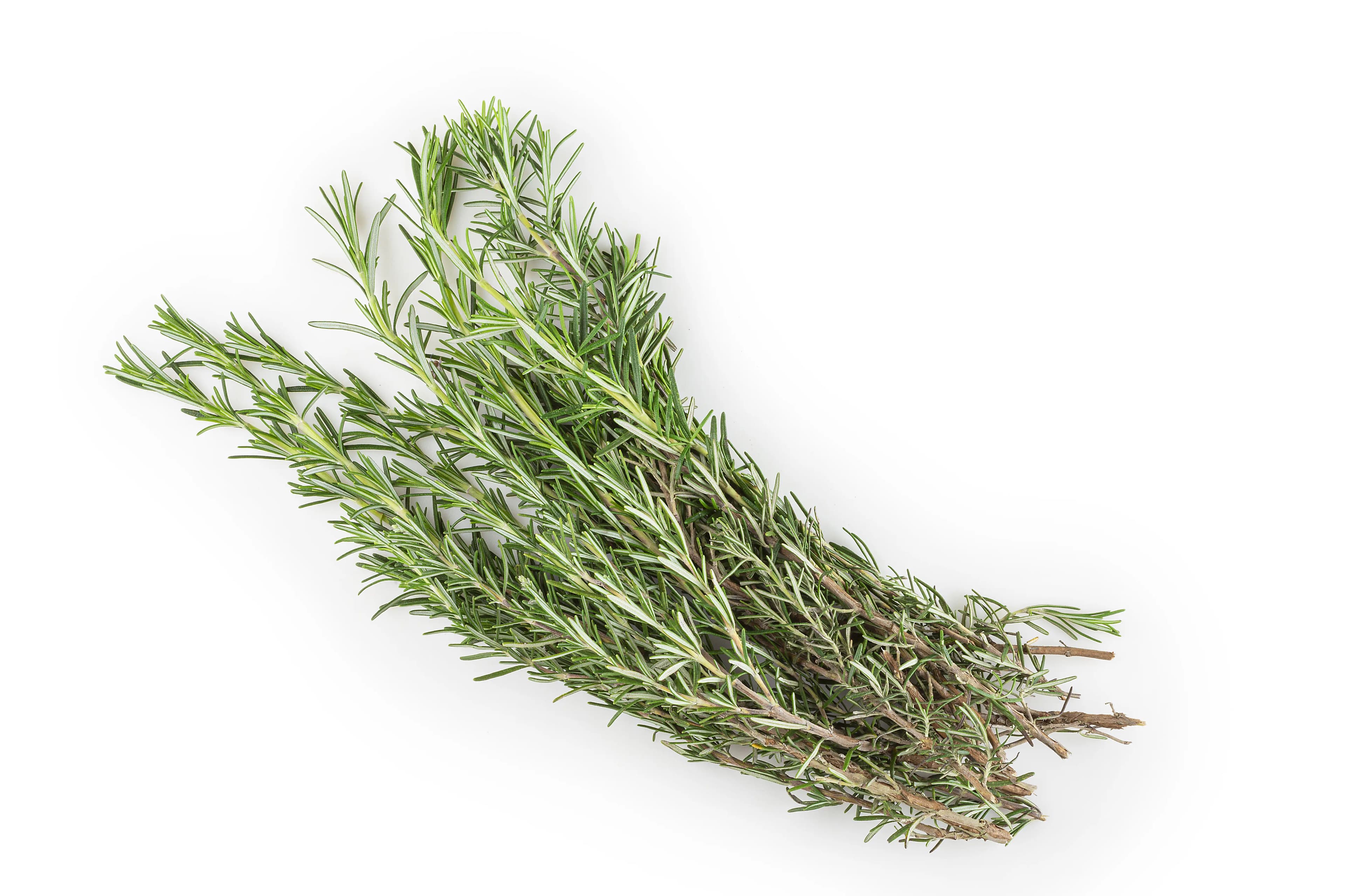 Rosemary Leaves 