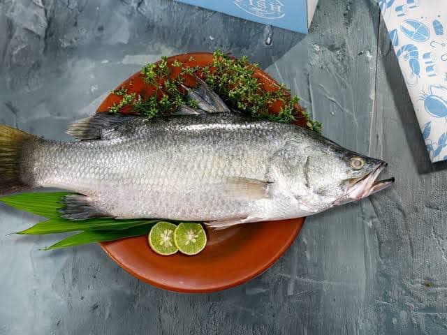 Sea Bass Turkey 1 kg