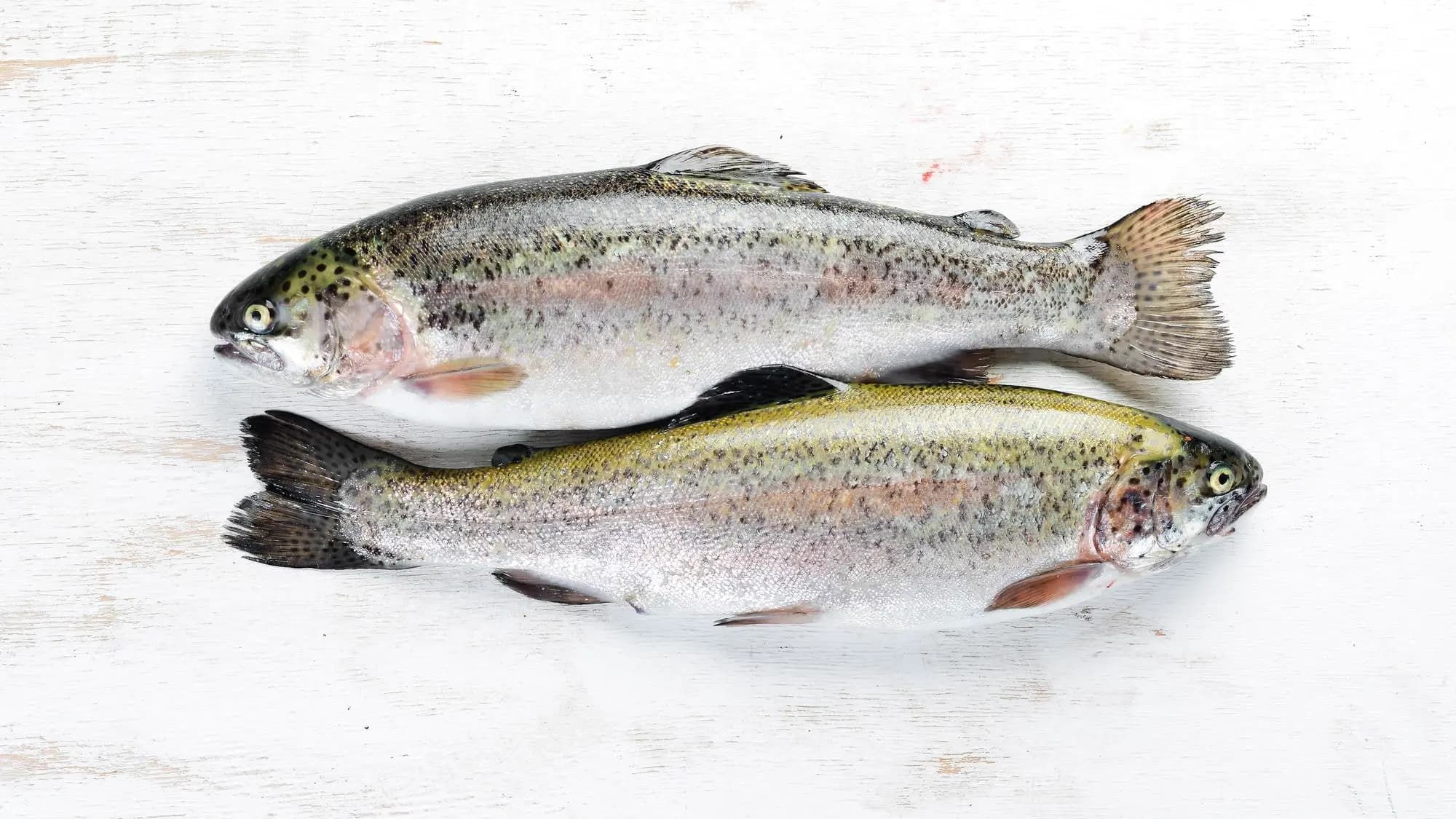 Norwegian Salmon Whole Small 1 kg