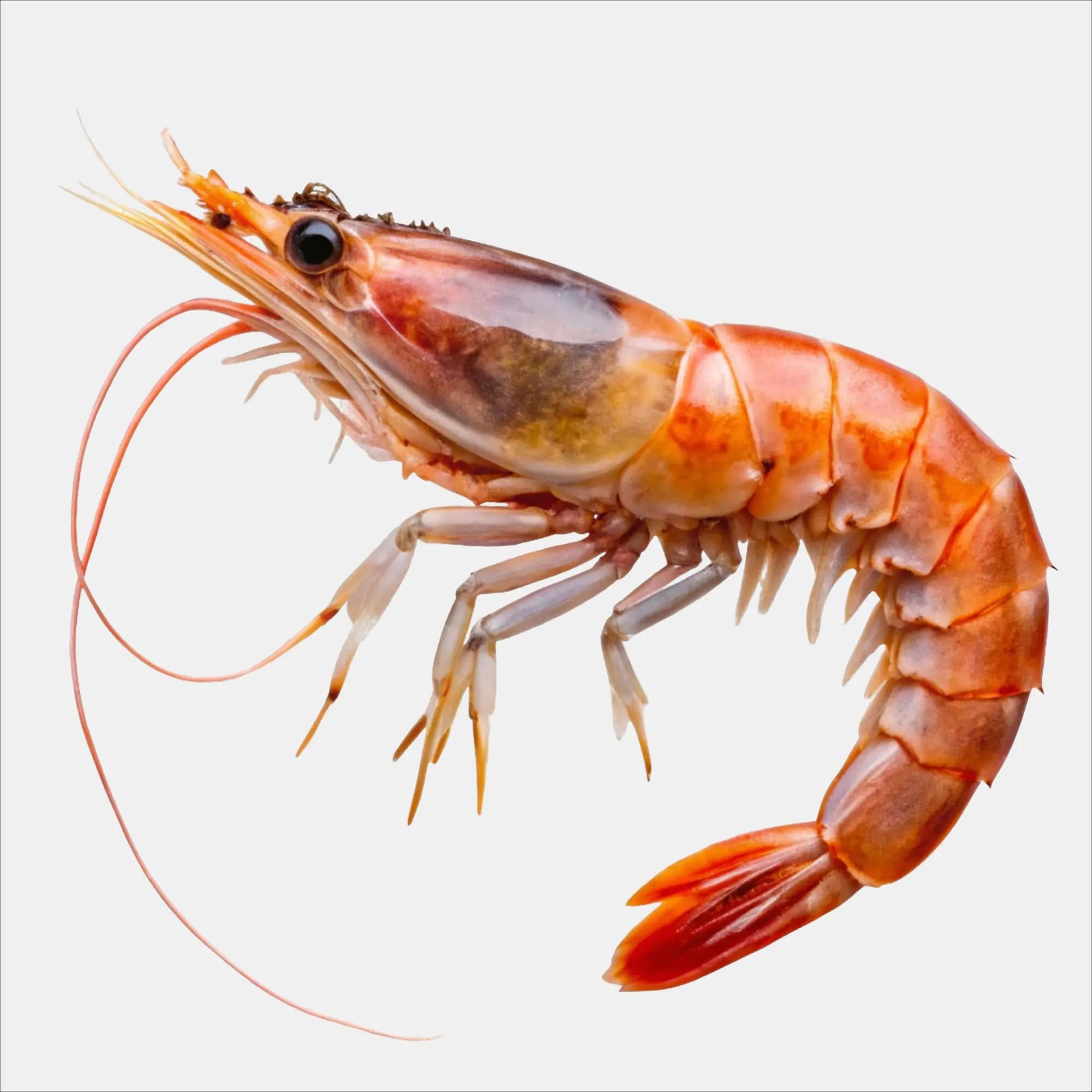 Shrimp Lobster 1 kg
