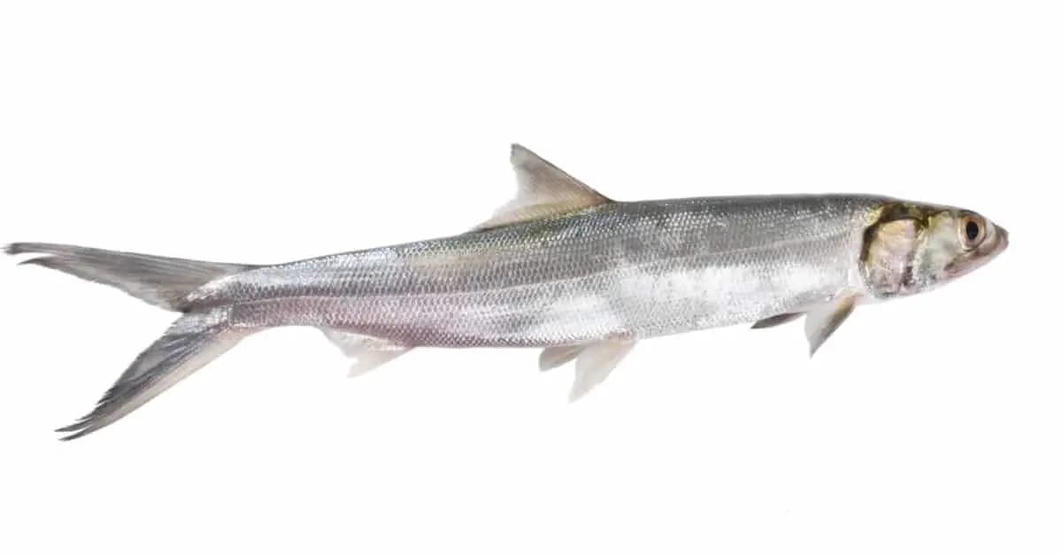 Ladies Fish 600 g