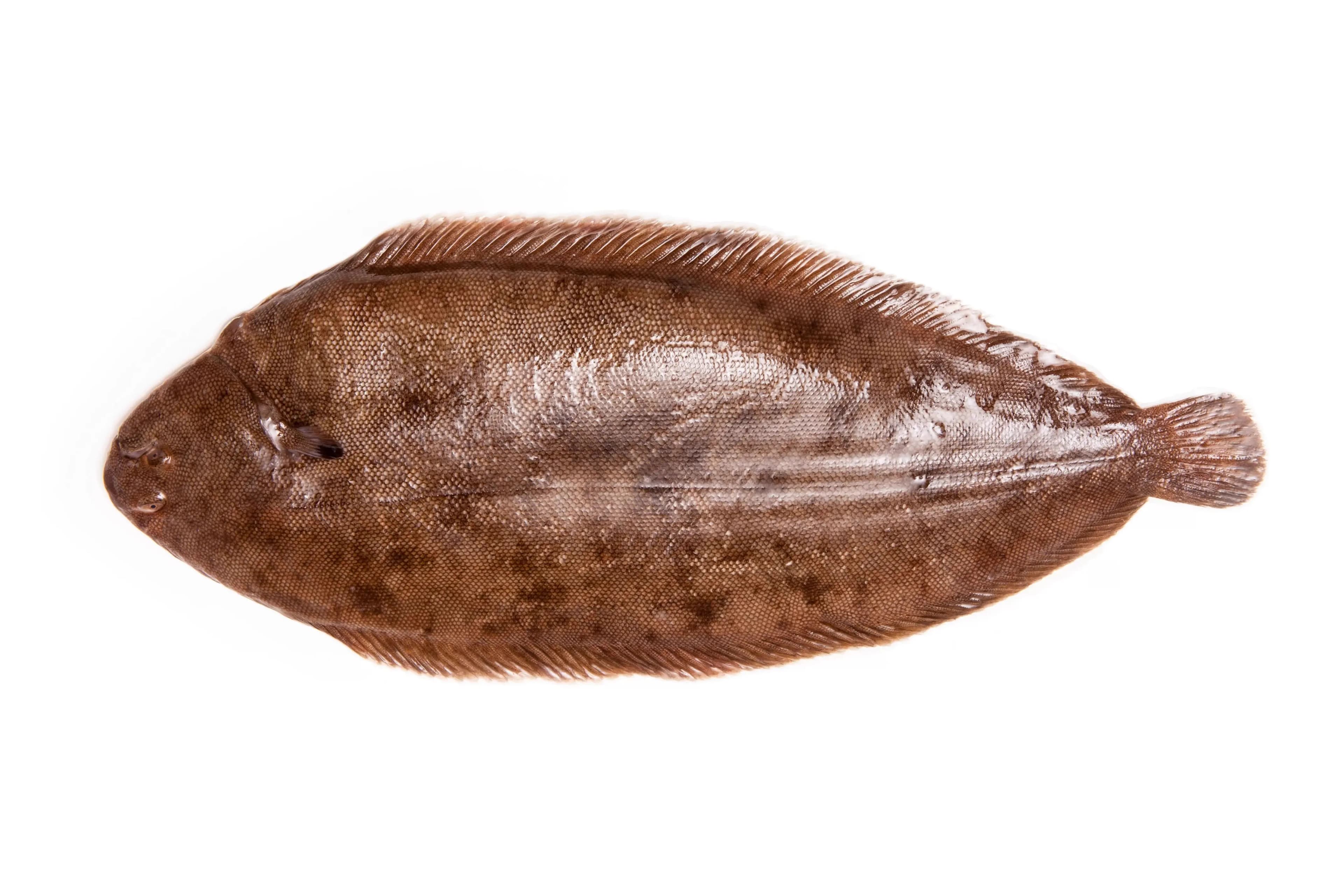 Sole Fish Import 1 kg