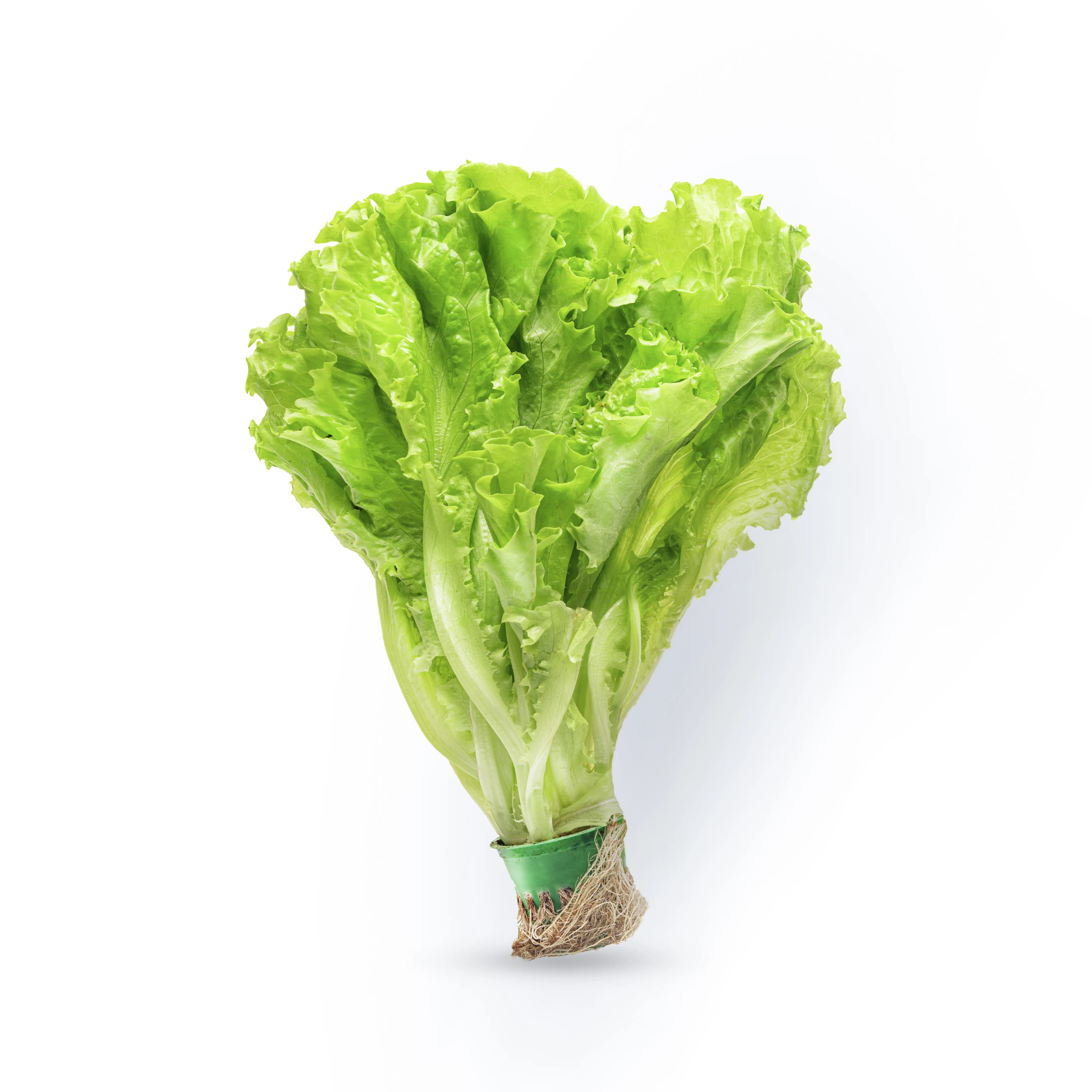 Lettuce 750 g