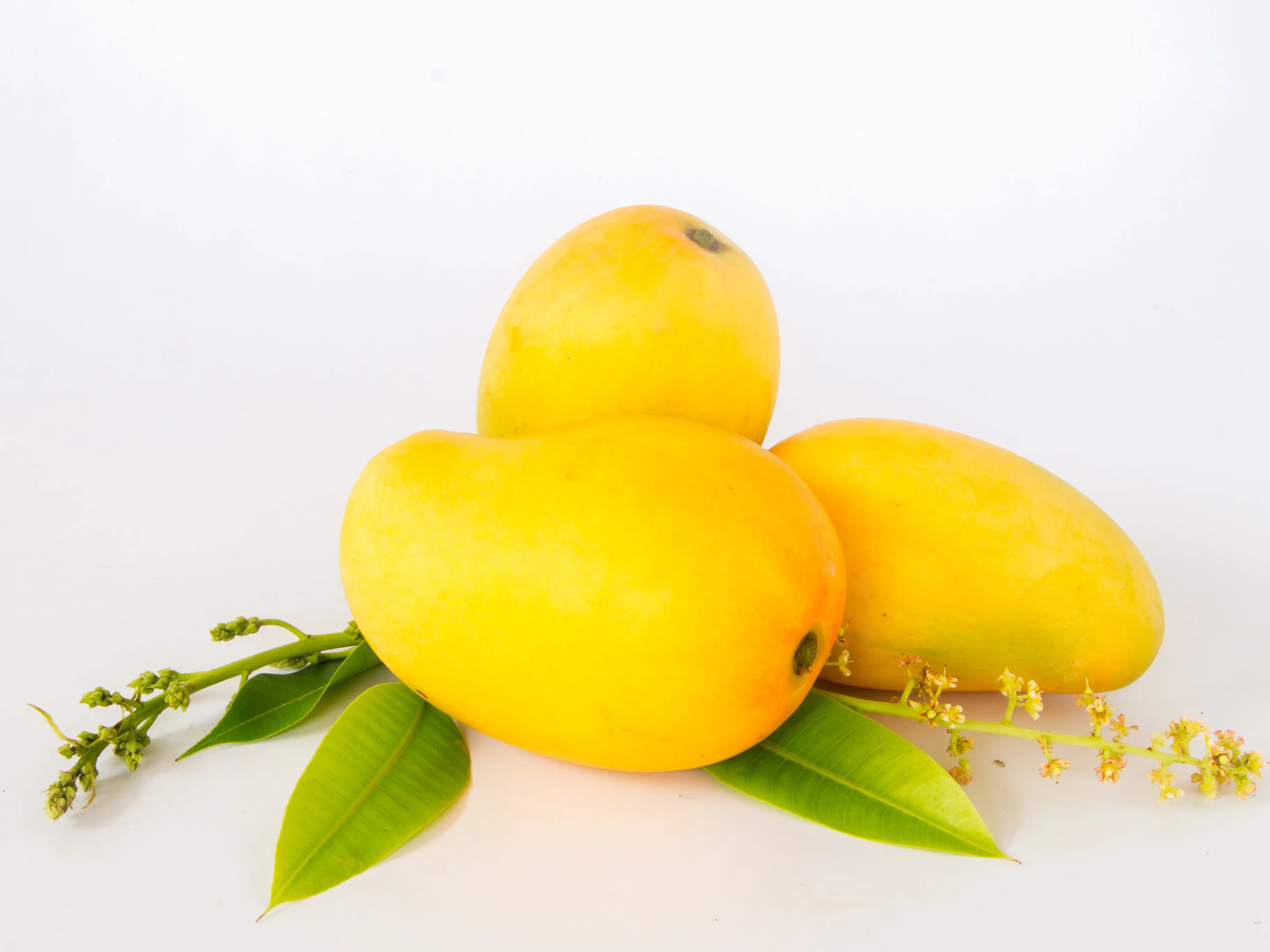 Malgova Mango 600 g